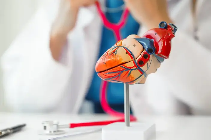 doctor holding model of a heart
