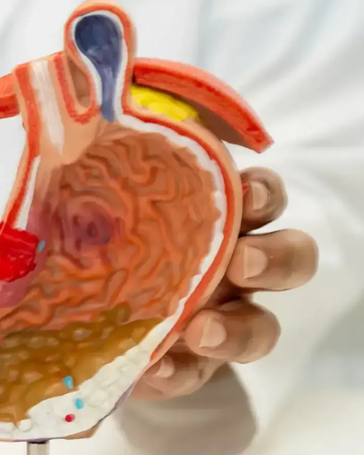 doctor holding model of stomach